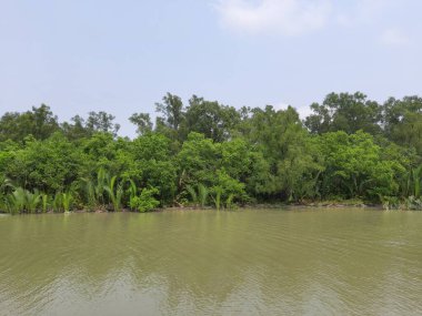 Sundarbans manzarası ve nehir
