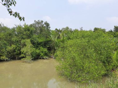 Dünyanın en büyük mangrov ormanının güzel manzarası. 
