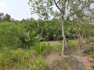 Sundarbans 'taki mangrov ormanının güzel manzarası.