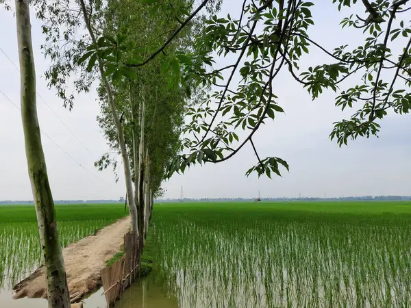 Kırsalda yeşil pirinç tarlası