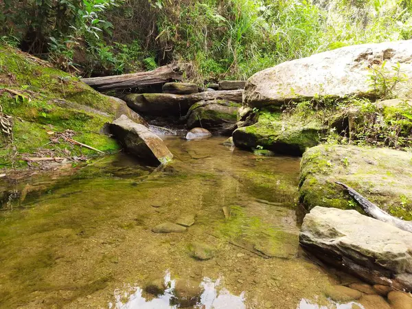 Ormanda güzel bir şelale