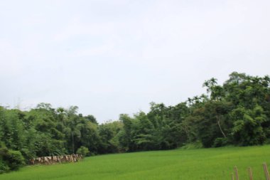 Ormanda bir ağacı olan güzel bir manzara.