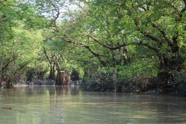 mangrov orman Nehri