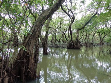 Arka planda ağaçlar olan bataklık ormanı.