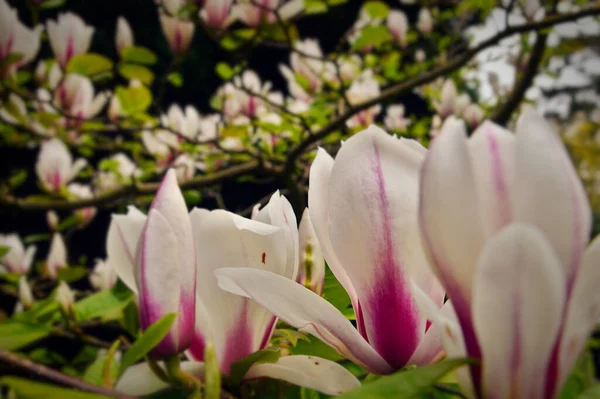 Rosa Och Vita Magnolia Blommor Högkvalitativt Foto — Stockfoto