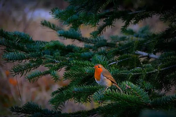 Liten Rödbröstad Fågel Uppflugna Grön Gran Gren Högkvalitativt Foto Robin — Stockfoto