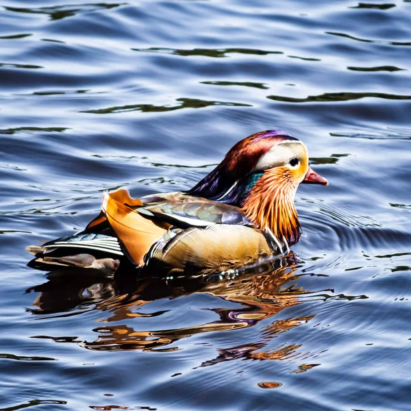 Mandarin ördeği erkek gölde yüzer. Yüksek kaliteli fotoğraf.