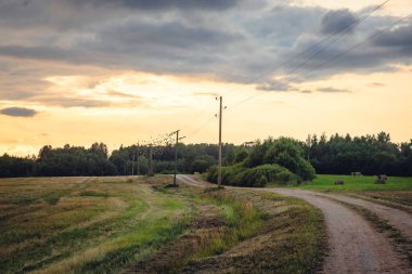 Buğday tarlası ve göçmen kuş sürüsüyle kırsal alan