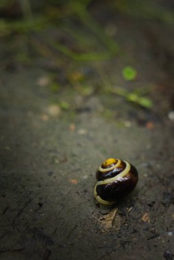 Gri bir arka planda renkli, güzel bir deniz kabuğu.
