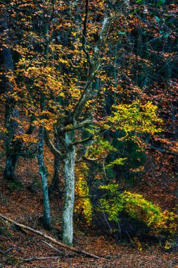 Güzel sonbahar renkleri - Kaszuby, Polonya