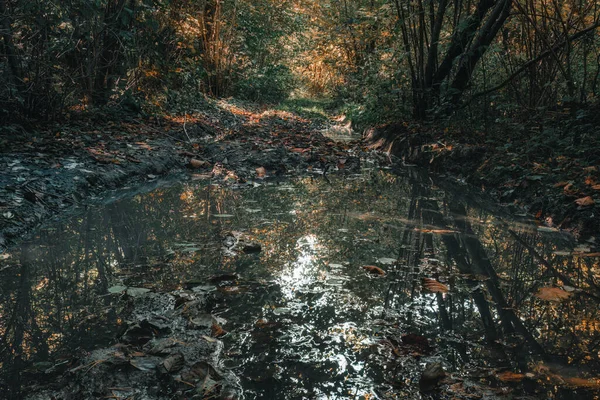 Gowidlinskie湖半岛秋季风景中的森林之路 卡舒比亚 — 图库照片