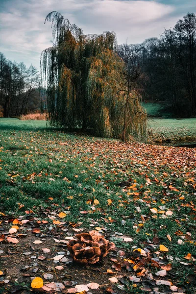 Sonbahar - Botanik bahçesi, Bydgoszcz, Mylcinek, Polonya
