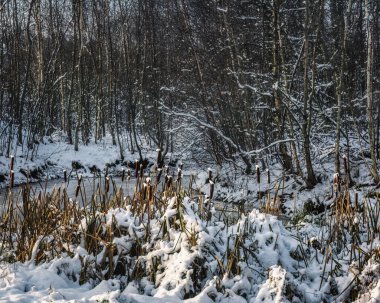 Orman göletinin kenarındaki karla kaplı su çubukları
