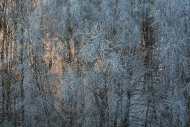 Kış ormanı manzarasında ışık ve gölge oyunu