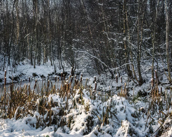 Orman göletinin kenarındaki karla kaplı su çubukları