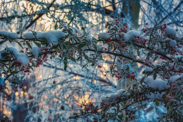 Ormanda soğuk, güneşli bir sabah.