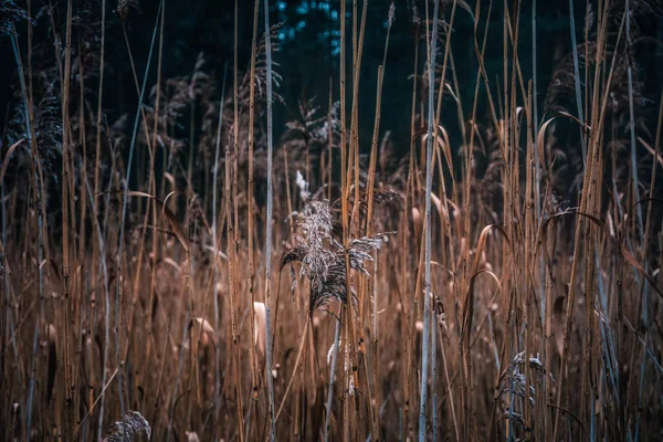 Aquatic plant in the rays of the winter sun