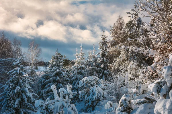 Forest landscape after a snowstorm