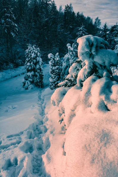 Snow-covered wild nature in the rays of the sun