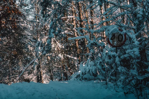Speed limit sign in the middle of a snowy forest - Kaszuby, Poland