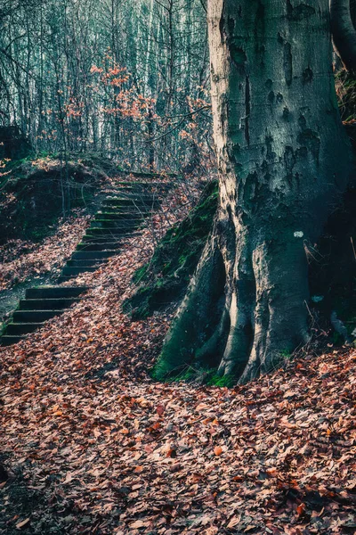 The first rays of the spring sun in the Orowo forest - Gdynia, Poland