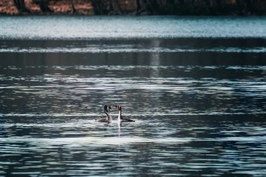 Grebes 'in Konuşması - Gowidliskie Gölü, Kaszuby, Polonya