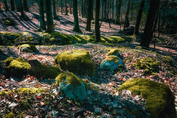 Δάσος Γύρω Από Λίμνη Trzemeszno Kaszuby Πολωνία Μέρος — Φωτογραφία Αρχείου