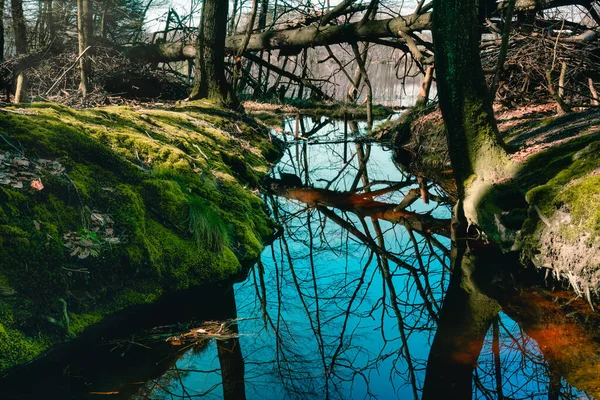 Bosque Que Que Rodea Lago Trzemeszno Kaszuby Polonia Parte —  Fotos de Stock
