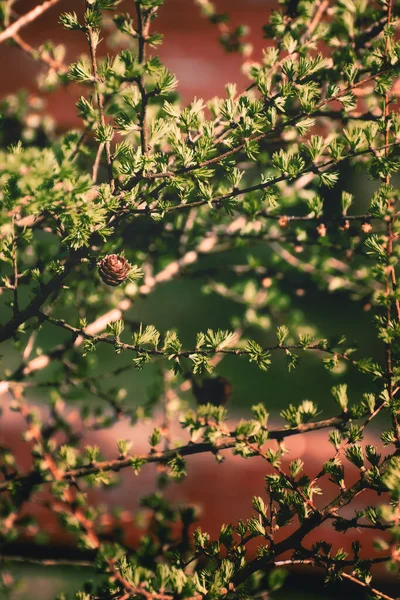 Bahar güneşinin tadını çıkaran bir tarla kuşu