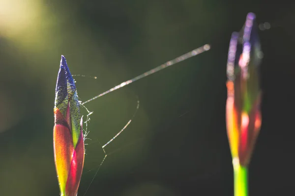 İris tomurcukları bir bahar sabahı örümcek ağıyla birbirine bağlanır.