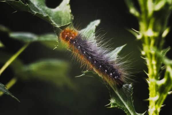 Arctia Caja Kashubia ormanlarının derinliklerinde.