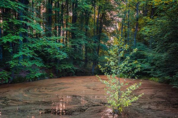 Gölün ortasında yapayalnız bir ağaç