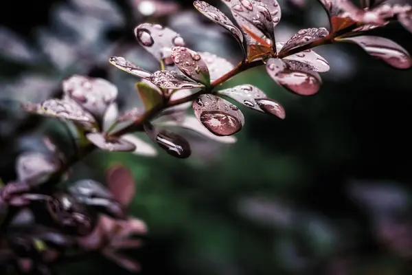 Sonbahar yağmurunun yapraklara damlaları
