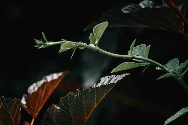 Yapraklara sonbahar yağmur damlaları