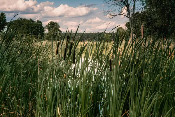 Kuyavian-Pomeranian Voyvodeship (Kuyavian-Pomeranian Voyvodeship) üzerinde geniş yapraklı tırnak kuyrukları (Typha L))