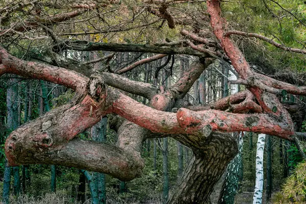 A crooked tree in Nowy Dbie - forest, Poland, Kuyavian-Pomeranian Voivodeship