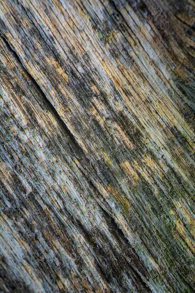 Işık ve gölgenin karşıtlığında sonbahar soyutlaması