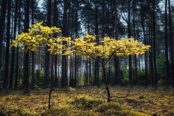 Sonbahar ormanında yalnız bir ağaç.