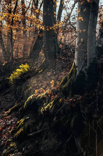 Sonbahar güneşinin altında bir peri masalı ormanı - Kashubia, Polonya