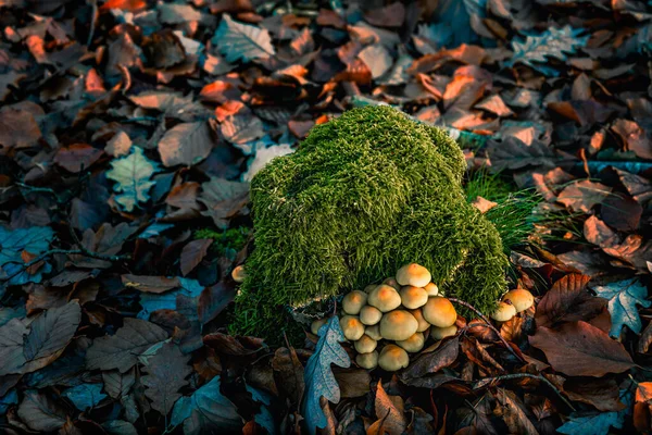 Yosun kaplı bir gövdede büyüyen mantar kümesi.