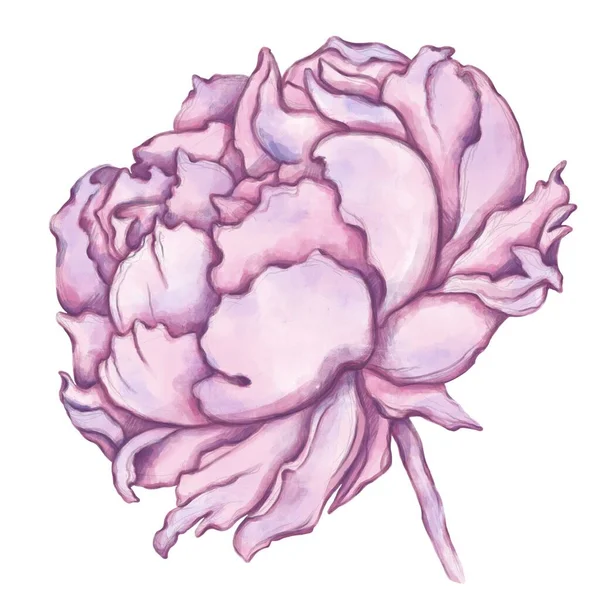 Illustration Peony Painted Watercolor Style Digital Version Good Idea Cards — Stock Photo, Image