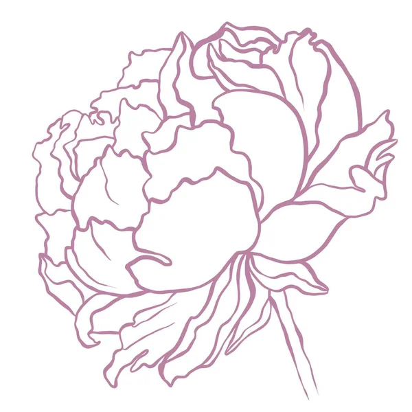 Minimalistyczna Ilustracja Piwonii Szkic Kwiatu Logo Plakaty Zaproszenia Koperty Wygaszacze — Zdjęcie stockowe