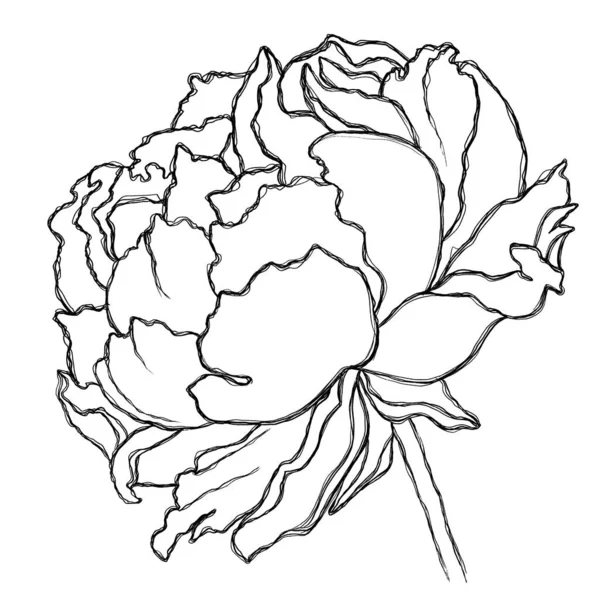 牡丹のミニマリストイラスト ポスター 招待状 スクリーンセーバー ステッカー ノートブック用の花のスケッチ — ストック写真