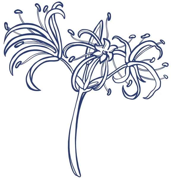 Vékony Virágok Minimalista Illusztrációja Botanikai Illusztráció Logókra Írószerekre Kiegészítőkre Textilekre — Stock Fotó