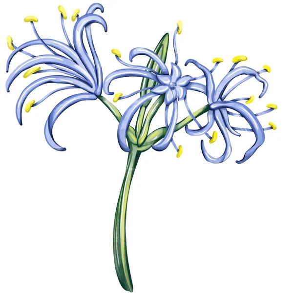 Βοτανική Απεικόνιση Εικονογράφηση Μπλε Λουλουδιού Για Αφίσες Καρτ Ποστάλ Σημειωματάρια — Φωτογραφία Αρχείου