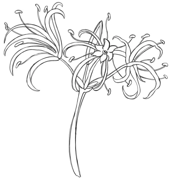 Minimalist Illustration Thin Flowers Botanical Illustration Printing Logos Stationery Accessories — Stock Photo, Image