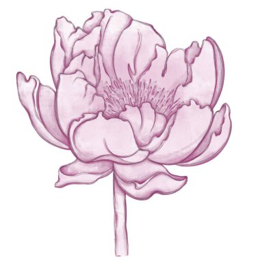 Pembe renklerde boyanmış bir şakayık. Kartpostal, logo, poster, çıkartma, süblimleşme.