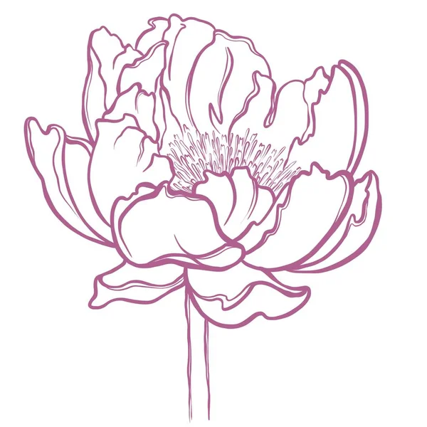 Minimalistická Ilustrace Pivoňky Kresba Pivoňkového Květu Liniemi Skica Pro Tisk — Stock fotografie