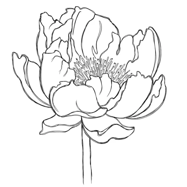 牡丹のミニマリストイラスト 牡丹の花の線のスケッチ カード ポスター 文房具などのアクセサリーにプリントするためのスケッチ — ストック写真