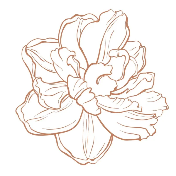 Minimalistyczna Ilustracja Tulipana Monochromatyczna Ilustracja Botaniczna Może Być Stosowany Drukowania — Zdjęcie stockowe